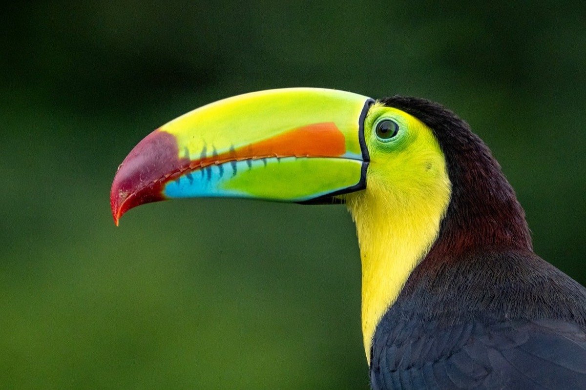 Keel-billed toucan in the Costa Rican rainforest