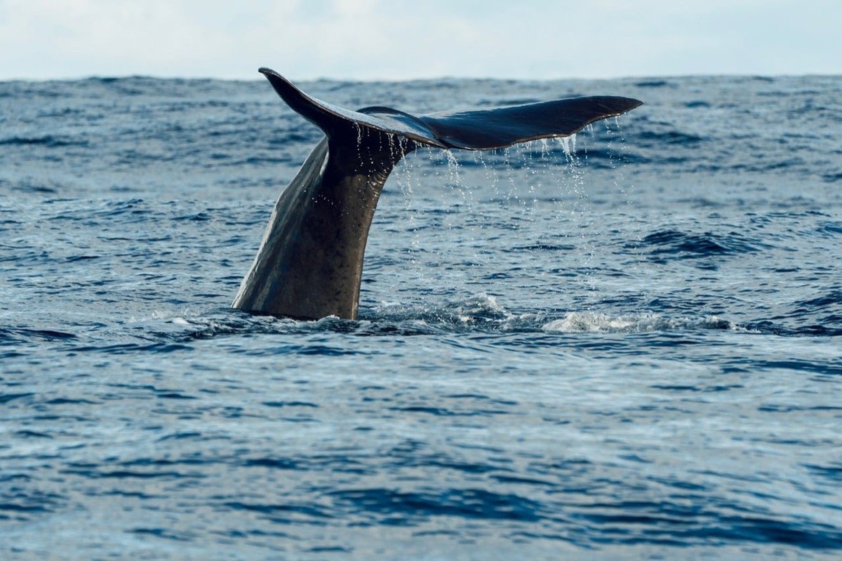 Humpback whale tail near Marino Ballena National Park